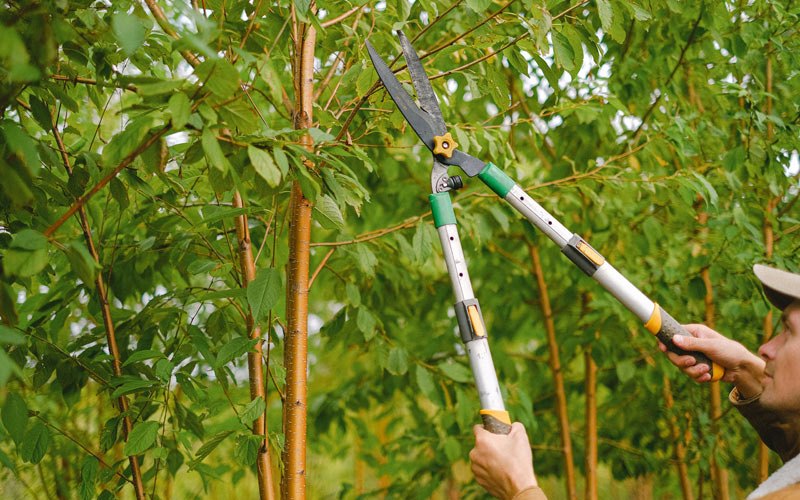 Tree trimming in Utica, KS