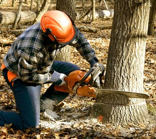 Tree Removal in Utica, KS